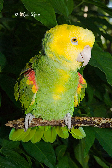 Yellow-headed Parrot, Mexico 101 by Dr. Wayne Lynch &copy;